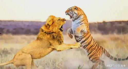老虎战狮子视频,老虎与狮子的生死较量