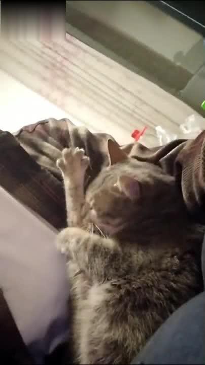 爪子视频,揭秘短视频时代的魅力与挑战