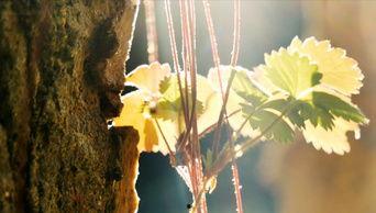 草馏视频,揭秘自然与艺术的完美融合