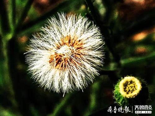 草馏视频,揭秘自然与艺术的完美融合