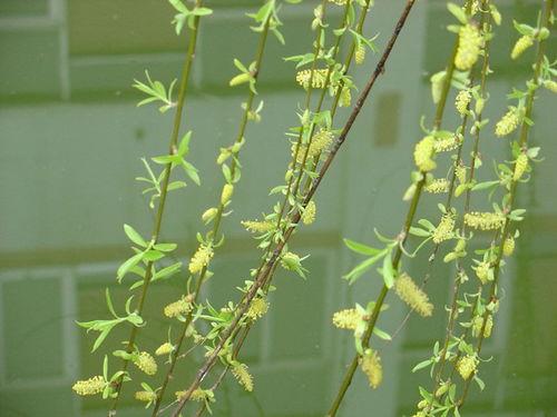 咏柳视频,春风拂柳舞翩跹，千年古韵映新篇