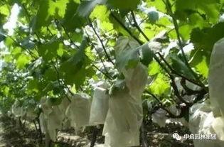 户太八号葡萄修剪视频,户太八号葡萄修剪技巧解析