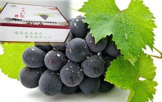 户太八号葡萄修剪视频,户太八号葡萄修剪技巧解析