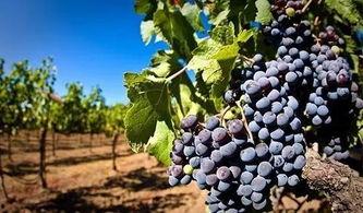 户太八号葡萄修剪视频,户太八号葡萄修剪技巧解析