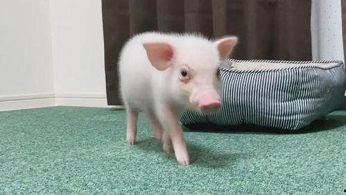 小猪猪视频,萌趣互动，欢乐无限
