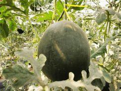 绿皮白瓤瓜黑籽可以吃吗,揭秘可食用之谜