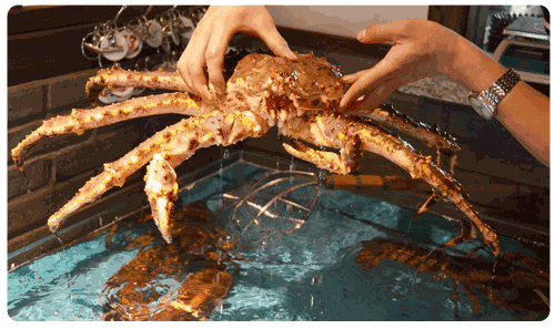 吃帝王蟹视频,一探海鲜盛宴的极致美味