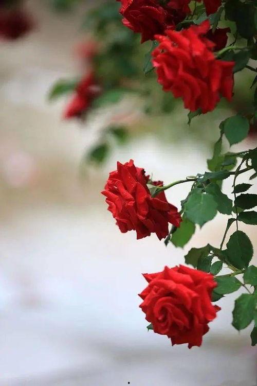 吃瓜爆料背后藏秘密,隐藏在热议背后的惊人秘密