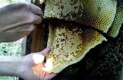 中蜂过箱视频,视频教学助你轻松掌握