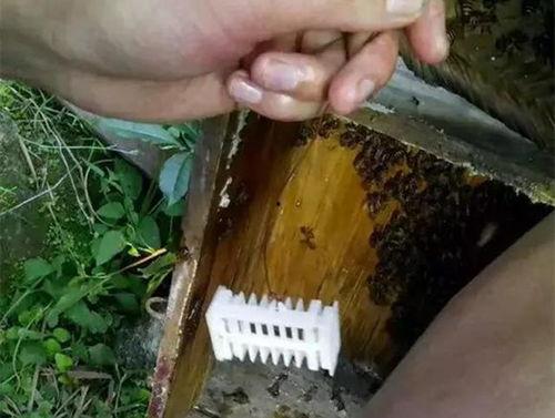 中蜂过箱视频,视频教学助你轻松掌握