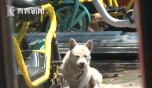 流浪狗视频大全,视频大全里的感人故事