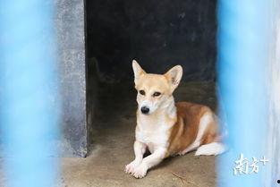 流浪狗视频大全,视频大全里的感人故事