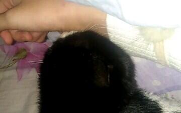 发情视频,揭秘动物情感世界的动人瞬间