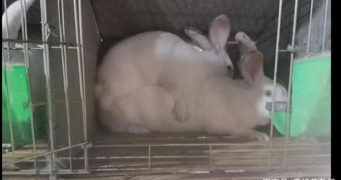 发情视频,揭秘动物情感世界的动人瞬间