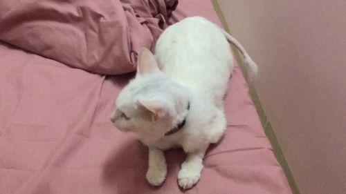 发情视频,揭秘动物情感世界的动人瞬间