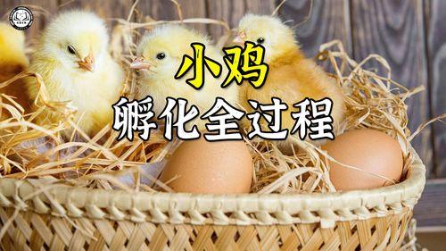 孵化小鸡视频,见证生命萌发的奇妙之旅