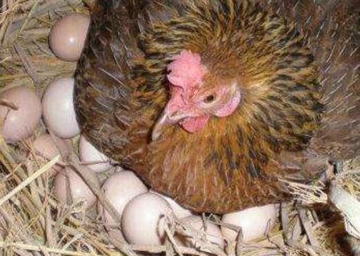 孵化小鸡视频,见证生命萌发的奇妙之旅