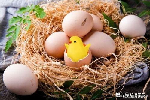 孵化小鸡视频,见证生命萌发的奇妙之旅