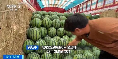 汉瓜今日价格行情最新,今日行情一览