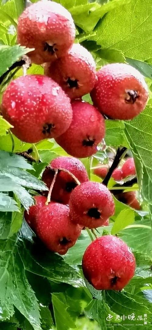 山楂视频,探寻传统美食与现代生活的完美融合