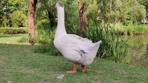 鹅鹅鹅的视频,萌趣鹅群日常大揭秘
