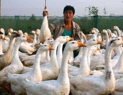 鹅鹅鹅的视频,萌趣鹅群日常大揭秘