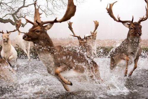 鹿交配视频,揭秘野生动物的交配奥秘