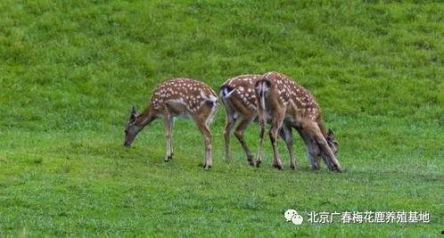 鹿交配视频,揭秘野生动物的交配奥秘