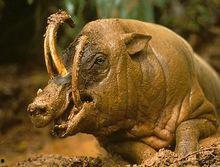 鹿交配视频,揭秘野生动物的交配奥秘