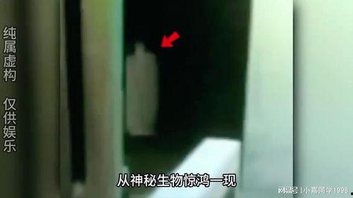 奇异视频,探索未知领域的视觉奇观