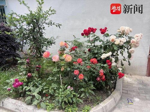 种花视频,跟随视频探索种花乐趣与技巧