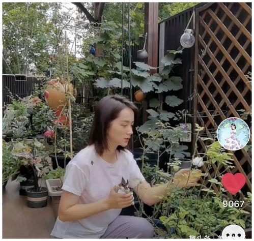 种花视频,跟随视频探索种花乐趣与技巧