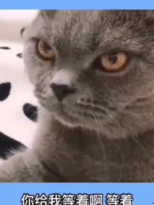 动物配音搞笑视频,笑料百出，萌态可掬！