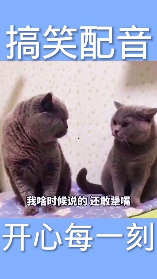 动物配音搞笑视频,笑料百出，萌态可掬！