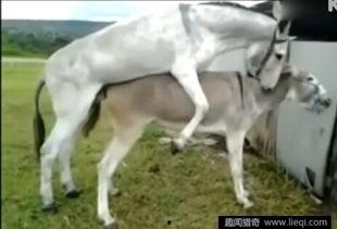 马与驴交配视频在线观看