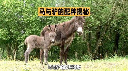 马与驴交配视频在线观看
