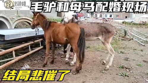 马与驴交配视频在线观看