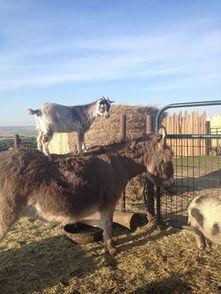 小山羊视频,小山羊的欢乐冒险之旅