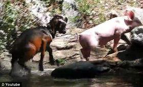 小山羊视频,小山羊的欢乐冒险之旅