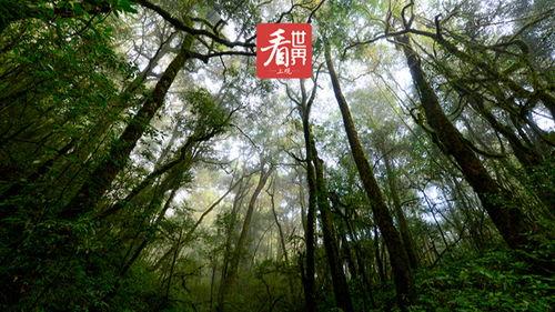 原始森林视频,自然奇观与生态奥秘的视觉之旅