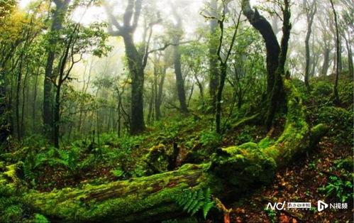 原始森林视频,自然奇观与生态奥秘的视觉之旅