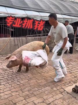 农村养猪视频,视频带你走进养猪现场