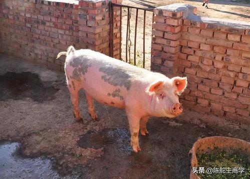 农村养猪视频,视频带你走进养猪现场